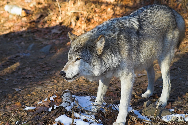 Arctic Wolf 001